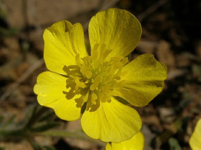 RANUNCULUS NEOCUNEATUS C. C. Towns. - pryskyřník / iskerník