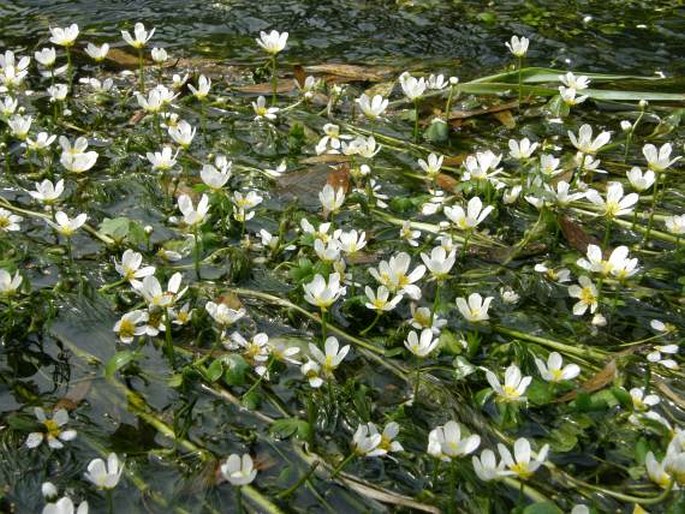 Ranunculus penicillatus