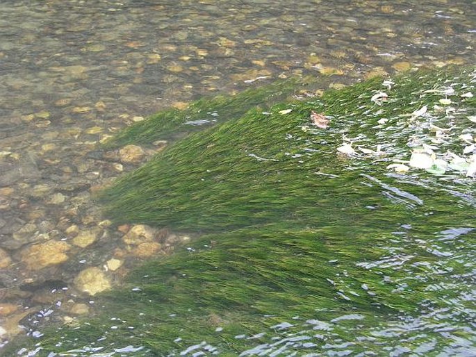 Ranunculus penicillatus