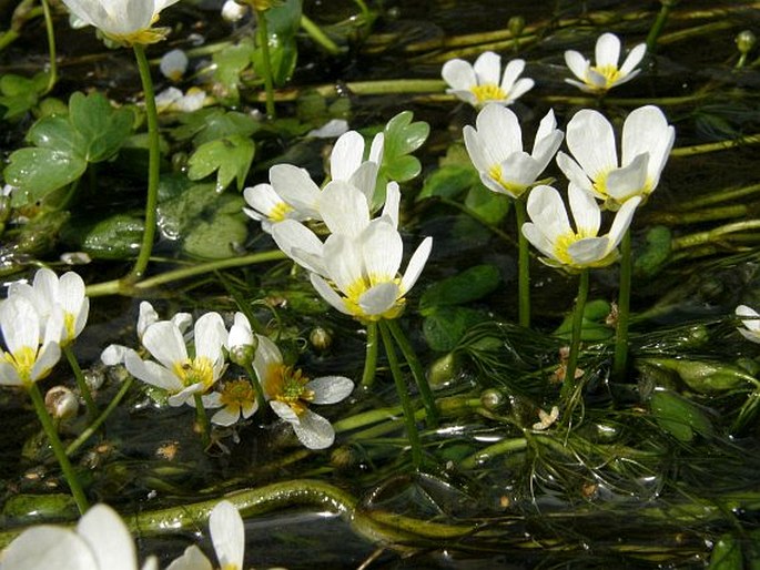 RANUNCULUS PENICILLATUS (Dumort.) Bab. – lakušník štětičkový / močiarka štetcovitá