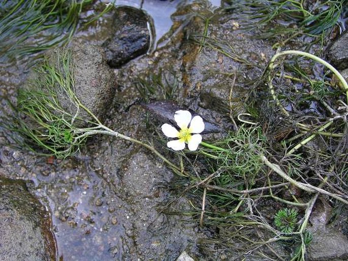 Ranunculus penicillatus