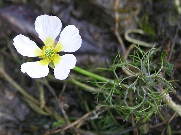 Ranunculus penicillatus