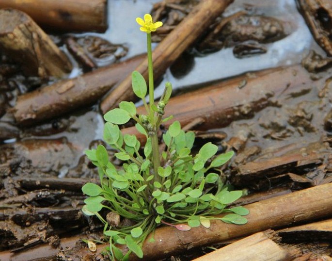 RANUNCULUS POLYPHYLLUS Waldst. et Kit. ex Willd. – pryskyřník mnoholistý / iskerník mnoholistý