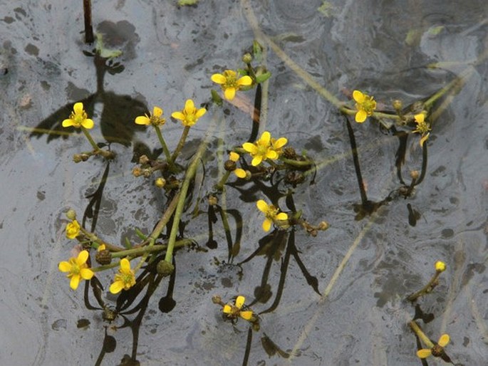 Ranunculus polyphyllus