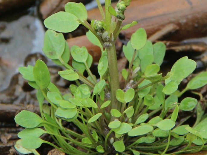 Ranunculus polyphyllus