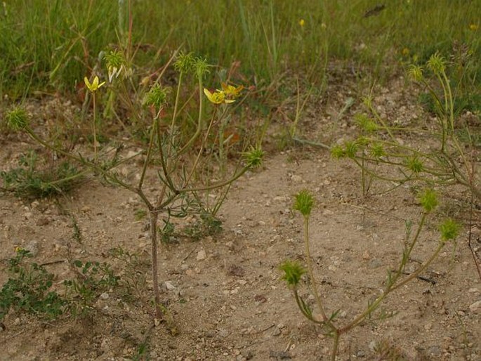 Ranunculus isthmicus subsp. stepporum