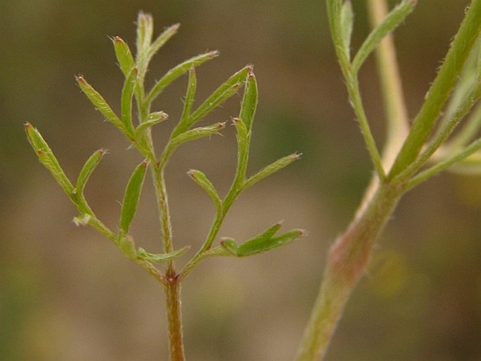 Ranunculus isthmicus subsp. stepporum