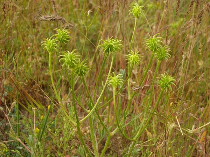 Ranunculus isthmicus subsp. stepporum