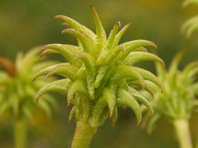 Ranunculus isthmicus subsp. stepporum