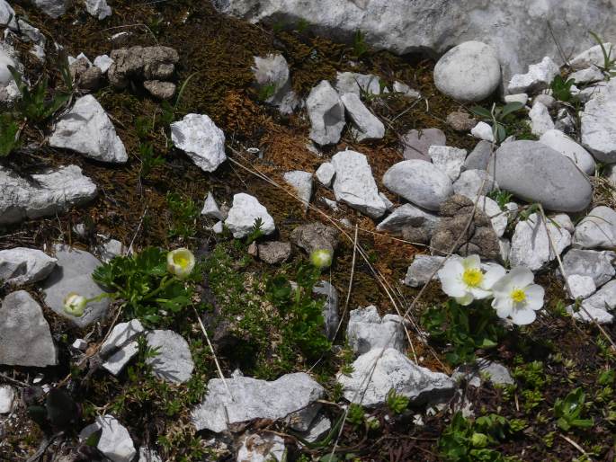 Ranunculus traunfellneri