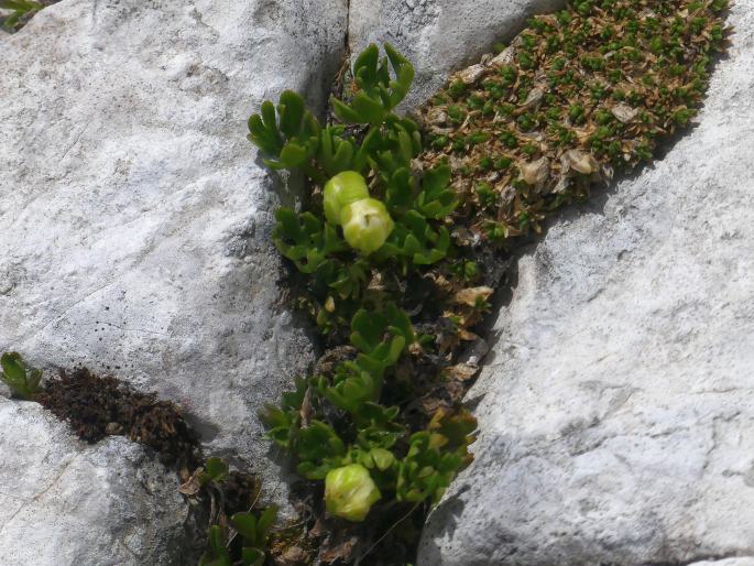 Ranunculus alpestris subsp. traunfellneri