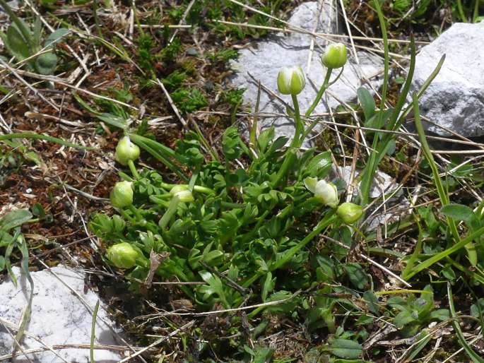 Ranunculus alpestris subsp. traunfellneri