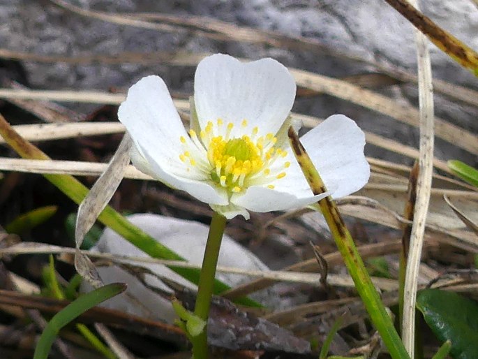 Ranunculus alpestris subsp. traunfellneri