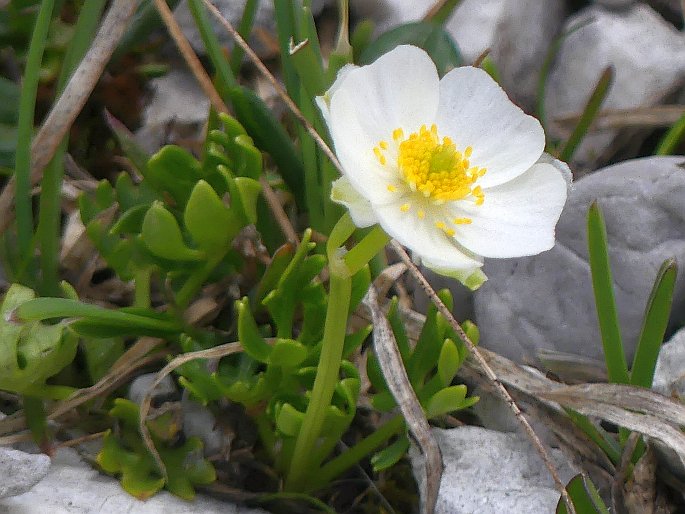 Ranunculus alpestris subsp. traunfellneri