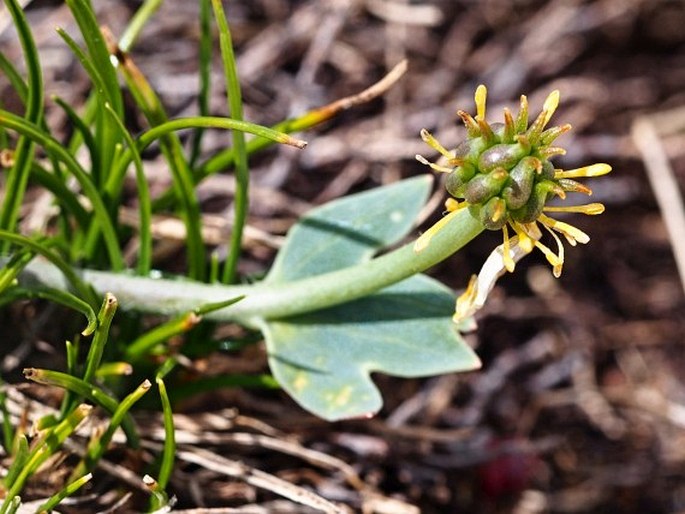 Ranunculus brevifolius