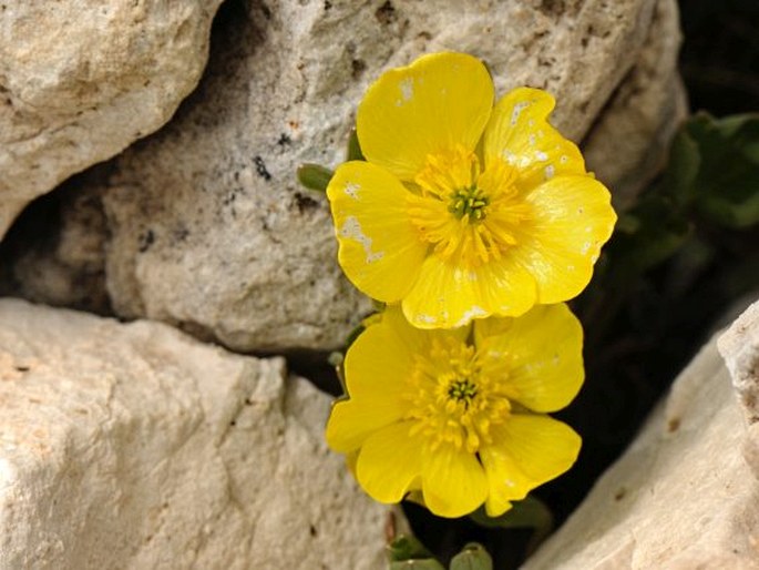 Ranunculus brevifolius