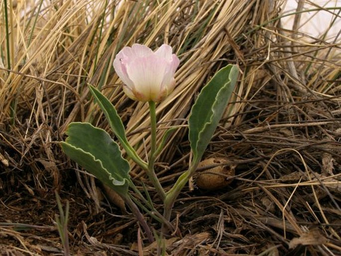 Ranunculus calandrinioides