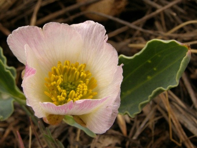 Ranunculus calandrinioides