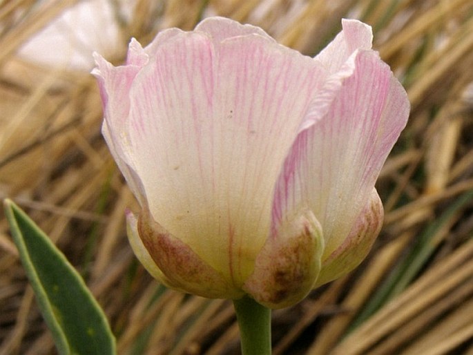 Ranunculus calandrinioides