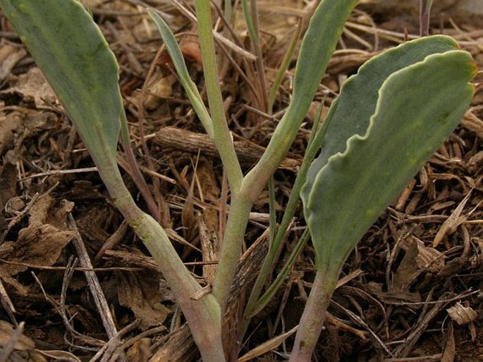 Ranunculus calandrinioides