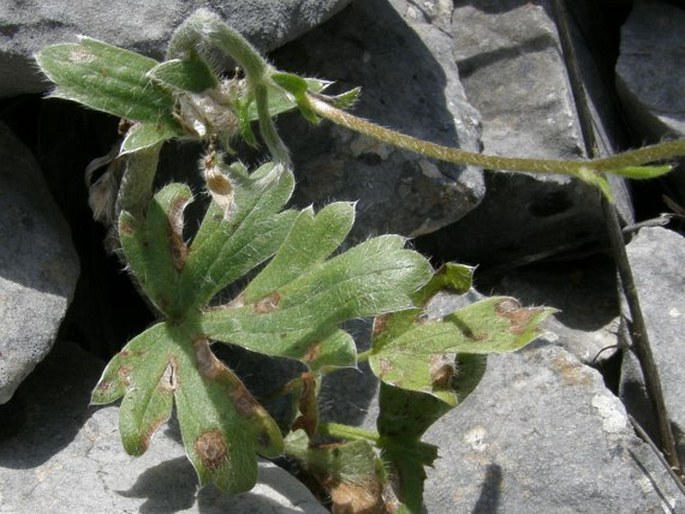 Ranunculus argyreus