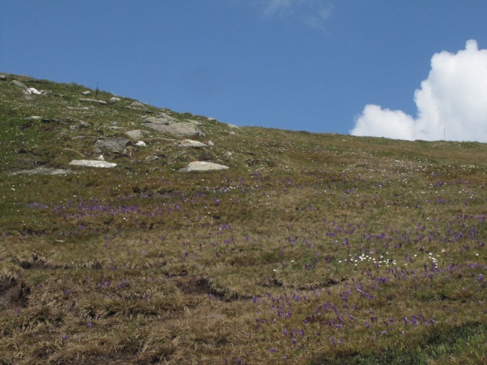 Ranunculus cacuminis