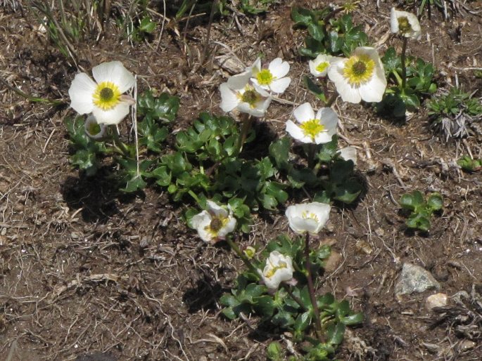 Ranunculus cacuminis