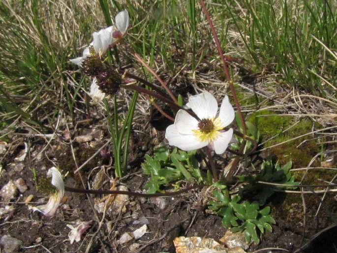 Ranunculus cacuminis