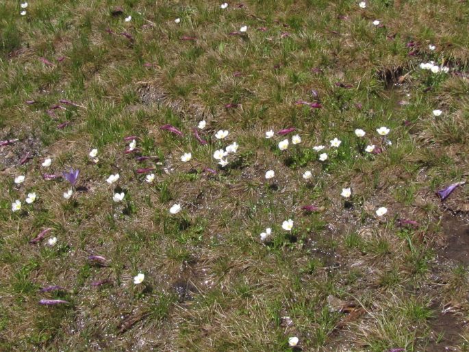 Ranunculus cacuminis