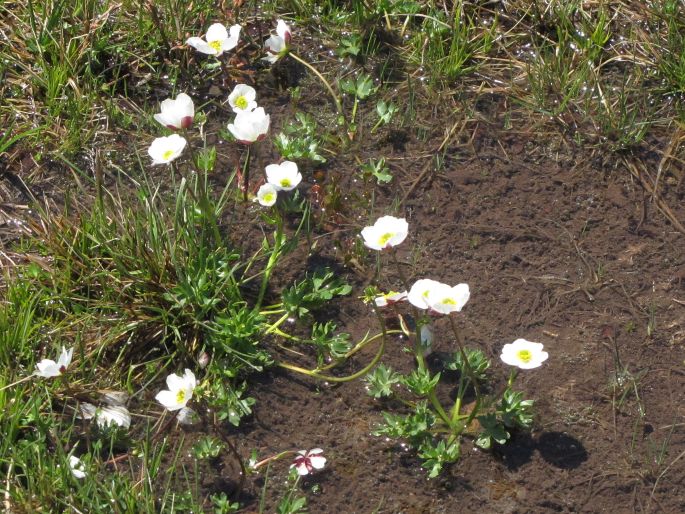 Ranunculus cacuminis