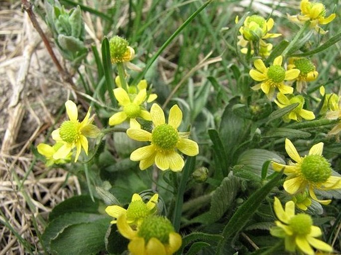 Ranunculus glaberrimus var. ellipticus