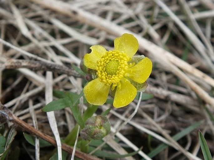 Ranunculus glaberrimus var. ellipticus