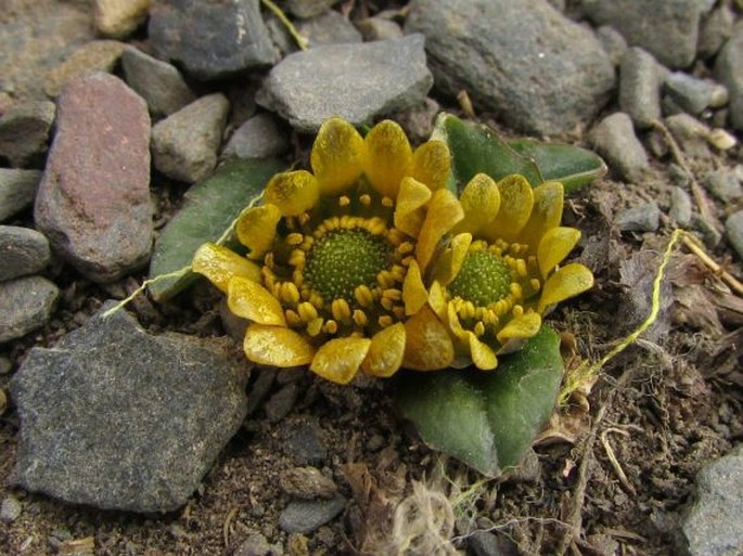 Ranunculus kamchaticus