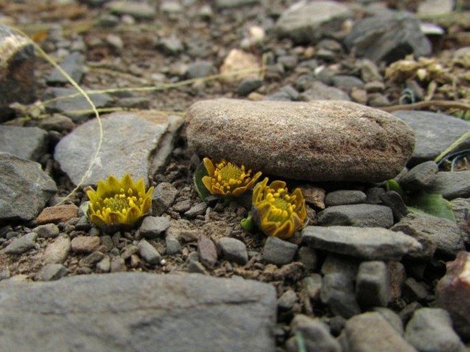 Oxygraphis kamchatica