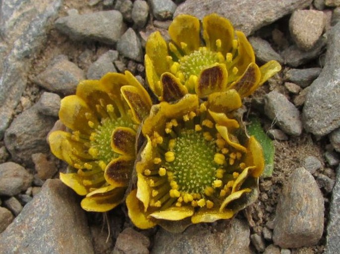 Ranunculus kamchaticus