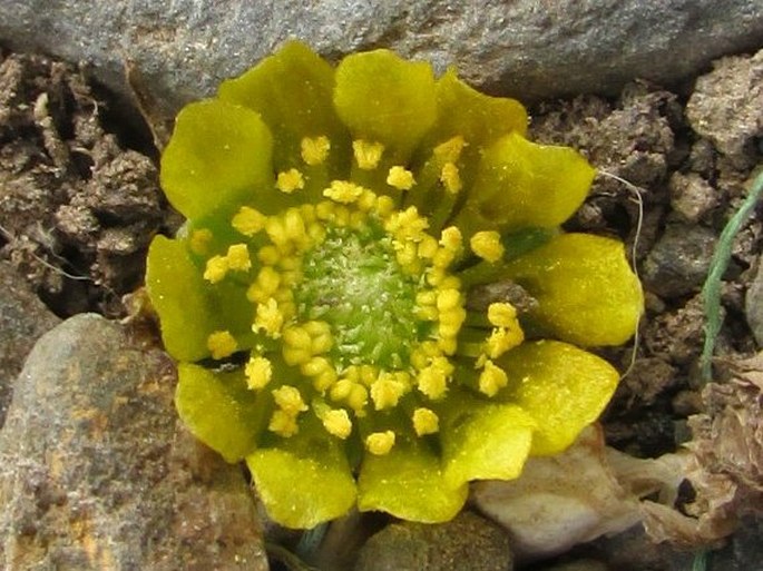 Oxygraphis kamchatica