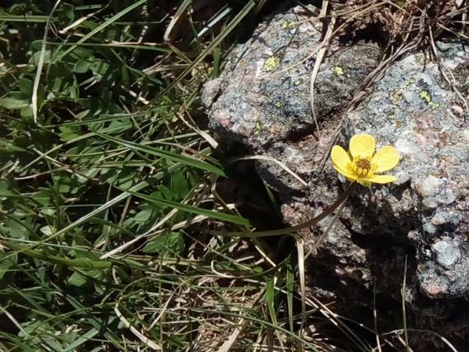 Ranunculus marschlinsii