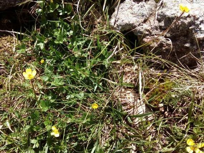 Ranunculus marschlinsii