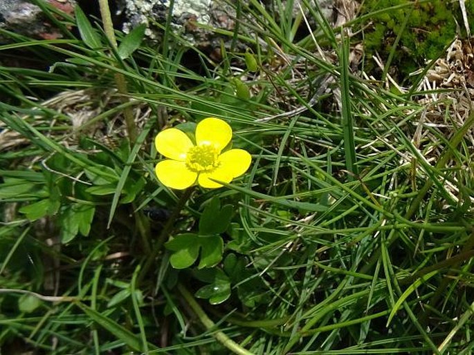 Ranunculus marschlinsii