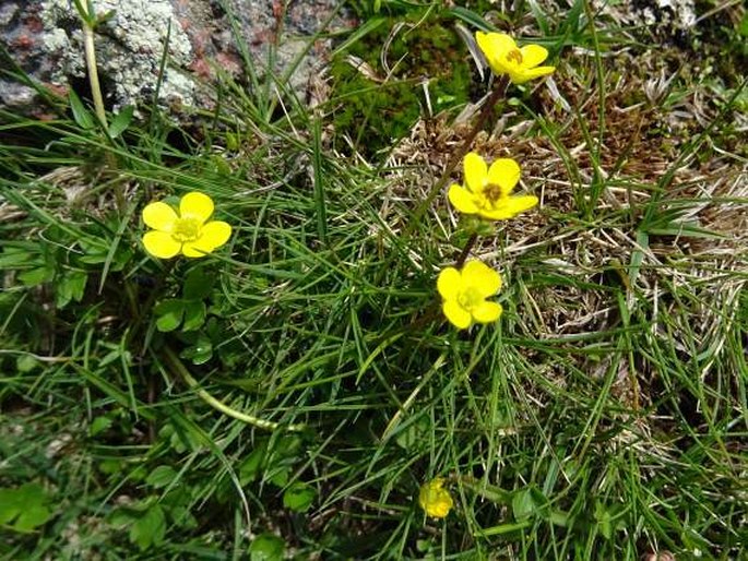 RANUNCULUS MARSCHLINSII Steud. - pryskyřník / iskerník