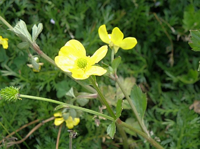 RANUNCULUS MULTIFIDUS Forssk. - pryskyřník / iskerník