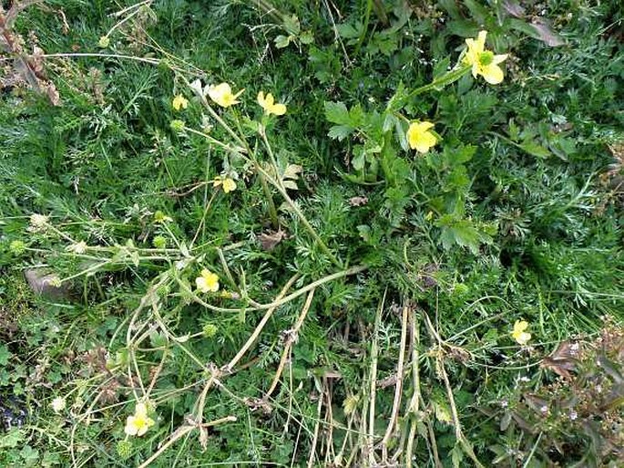 Ranunculus multifidus