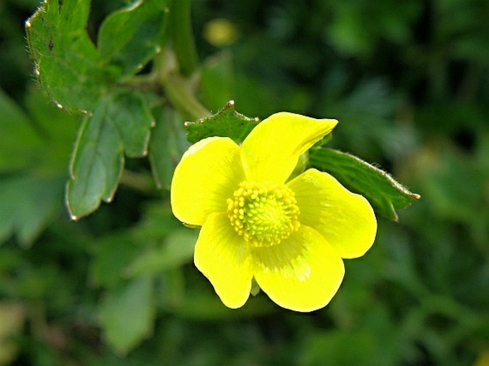 Ranunculus multifidus