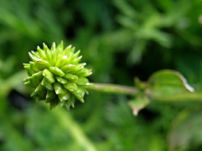 Ranunculus multifidus