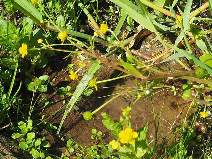 RANUNCULUS OPHIOGLOSSIFOLIUS Vill. - pryskyřník / iskerník