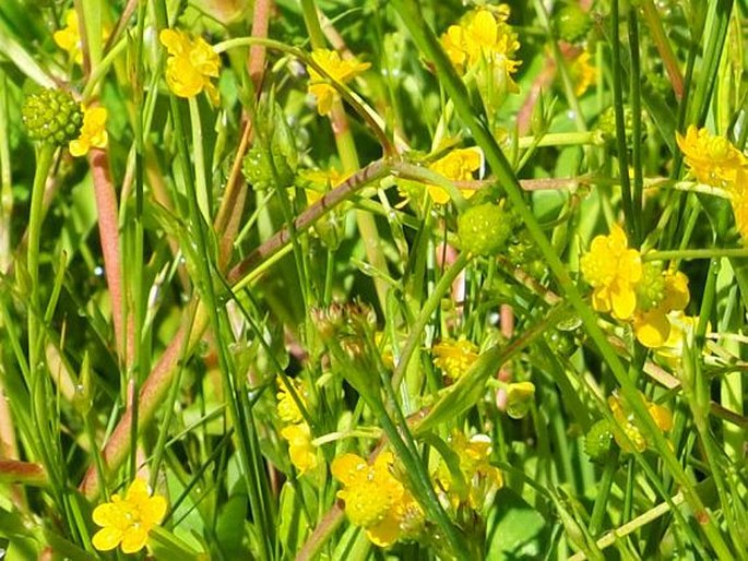 Ranunculus ophioglossifolius