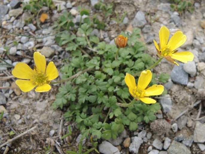 Ranunculus cupreus