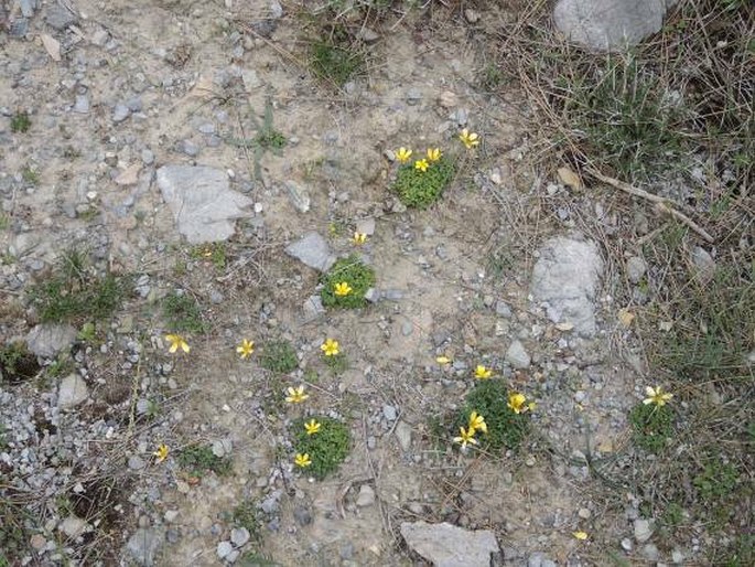 Ranunculus cupreus