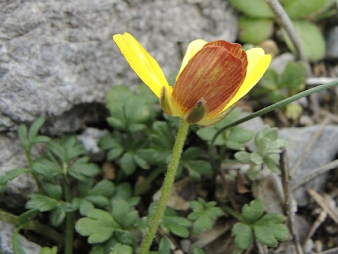 Ranunculus cupreus