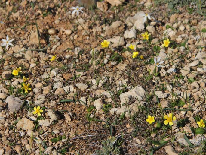 Ranunculus bullatus subsp. cytheraeus